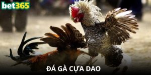 Đá Gà Cựa Dao Bet365 - Mãn Nhãn Với Trận Đấu Kịch Tính