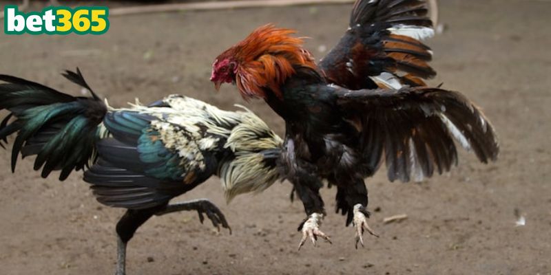 BDD thưởng cao lên đến 1:8