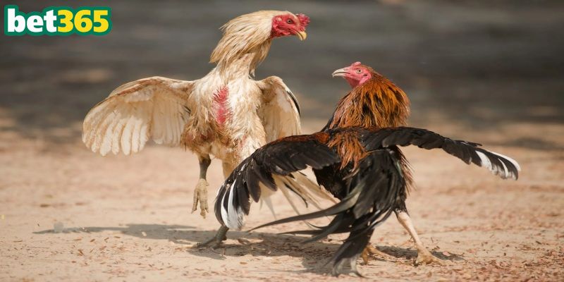 Cược online là giải pháp tiện lợi cho người chơi hiện đại