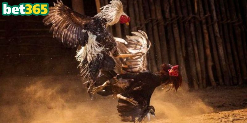 Đá gà Campuchia quy tụ chiến kê dũng mãnh