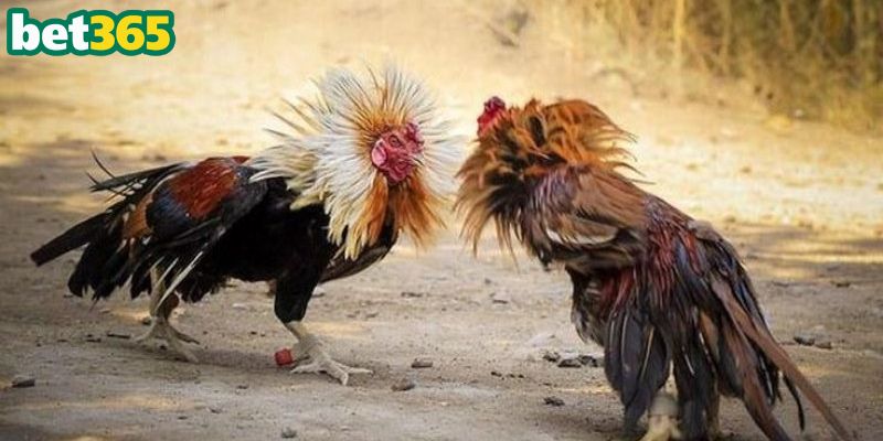 Đá gà cựa dao tại ra trận đấu quyết liệt