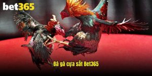 Đá Gà Cựa Sắt - Loại Hình Giải Trí Thú Vị Tại Bet365