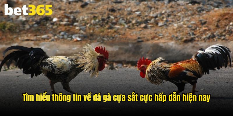 Tìm hiểu thông tin về đá gà cựa sắt cực hấp dẫn hiện nay