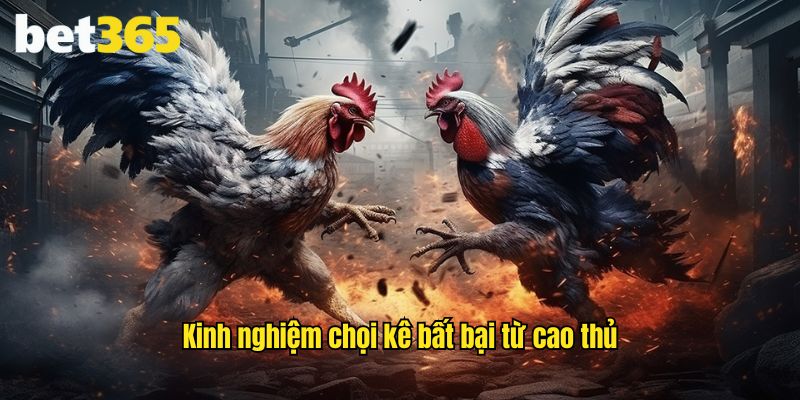 Kinh nghiệm chọi kê chắc thắng do cao thủ chia sẻ