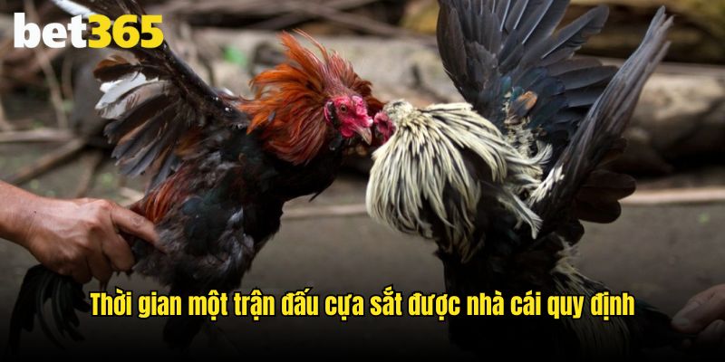 Thời gian một trận đấu cựa sắt được nhà cái quy định